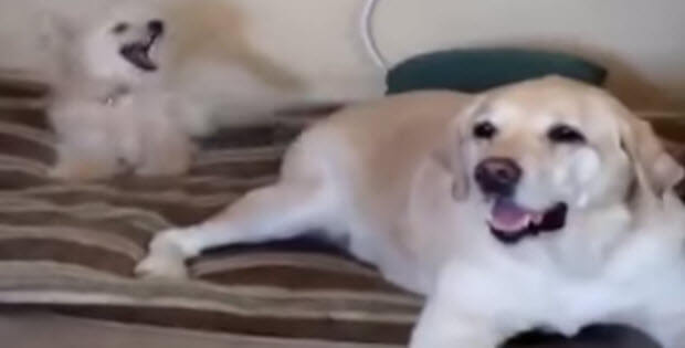 funny-labrador-video