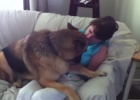 german shepherd is happy to reunite with his mom
