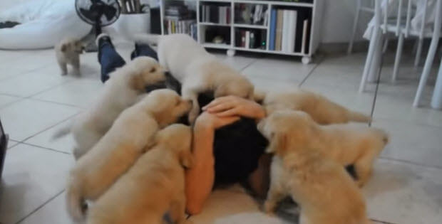 golden-retriever-puppies-attack1