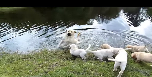 labrador-puppies-swimming-with-mom1
