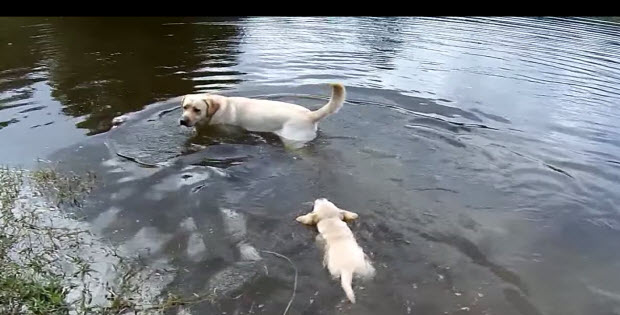 labrador-puppies-swimming-with-mom2