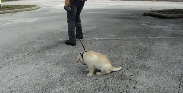 labrador-puppy-leash-training1