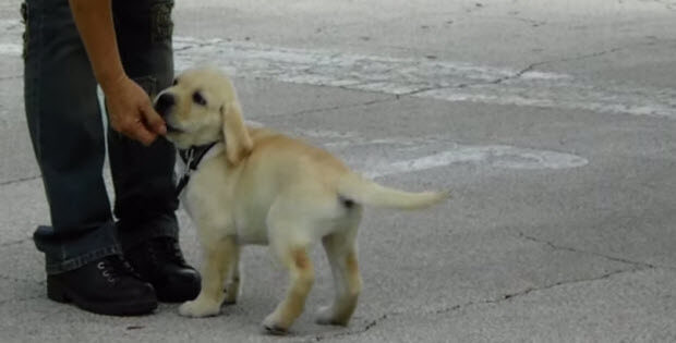 labrador-puppy-leash-training2