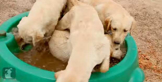 labrador-retriever-puppies-on-farm3