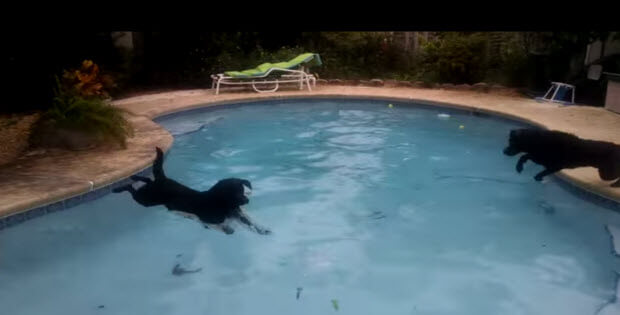 labrador-retrievers-swimming-diving