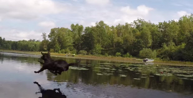 jumping, flying labrador