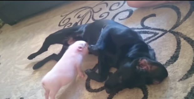 mini-pig-and-labrador-dog1