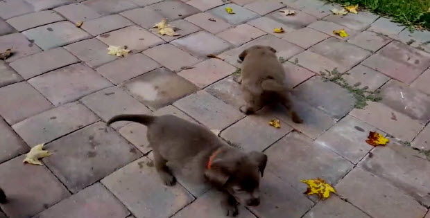 silver-labrador-puppies1