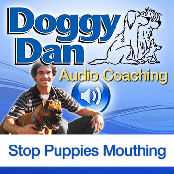 DoggyDan-Audio-Coaching-Puppies-Mouthing