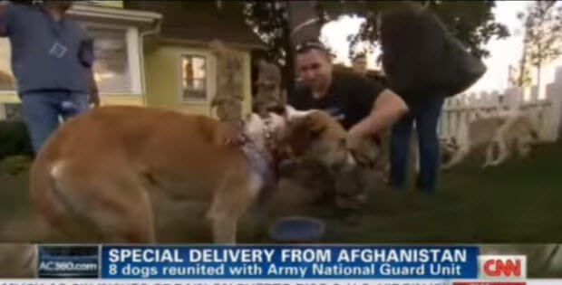 afghanistan-dogs-rescued-by-soldiers