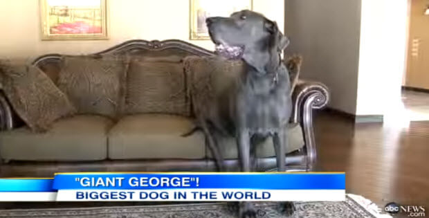 greate-dane-world-tallest-dog