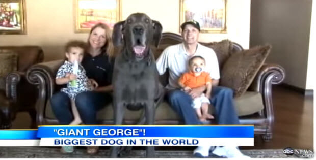 greate-dane-world-tallest-dog1