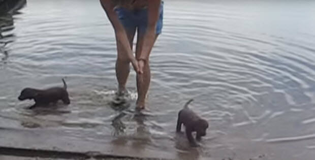 labrador-puppies-first-swim1