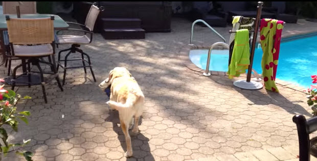 labrador-retriever-gets-towel-goes-for-a-swim2