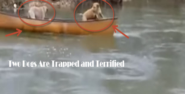 labrador-retriever-saves-two-dogs2