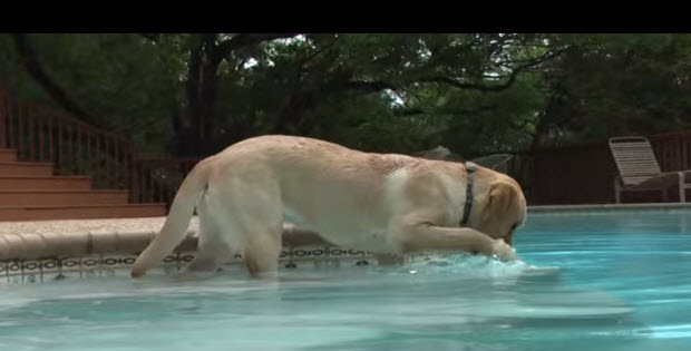 labradors-first-splashes-in-pool