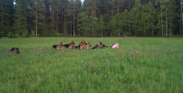 little-girl-with-german-shepherds2