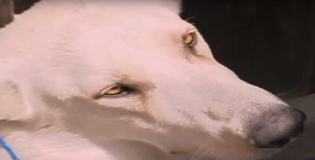 white-german-shephered-attack-dog