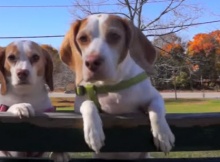 BEAGLES-PLAYING-WITH-LEAVES