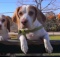 BEAGLES-PLAYING-WITH-LEAVES