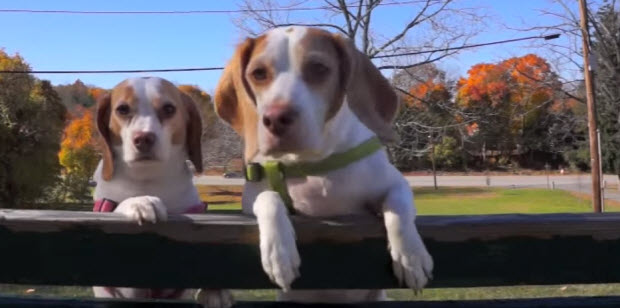 BEAGLES-PLAYING-WITH-LEAVES