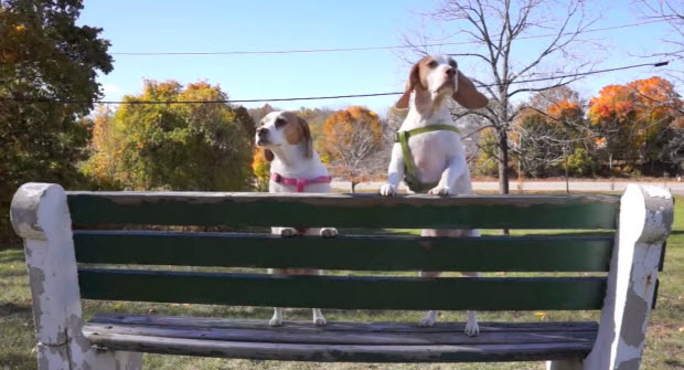 BEAGLES-PLAYING-WITH-LEAVES