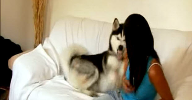 aggressive-mauthing-husky-dog-4