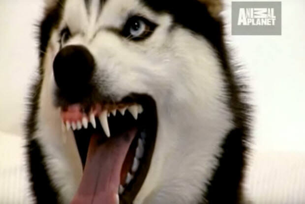 aggressive-mauthing-husky-dog1