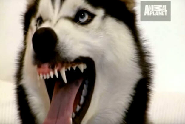 aggressive husky