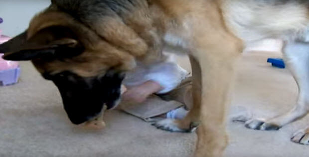 baby-steals-treat-from-huge-german-shepherd1