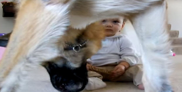baby-steals-treat-from-huge-german-shepherd2
