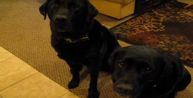 black-labrador-retrievers-rat-each-other-out3