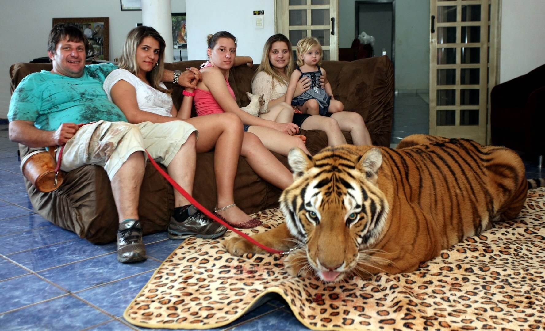 Pet Tigers