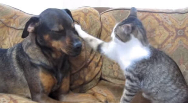 dog-cat-fight