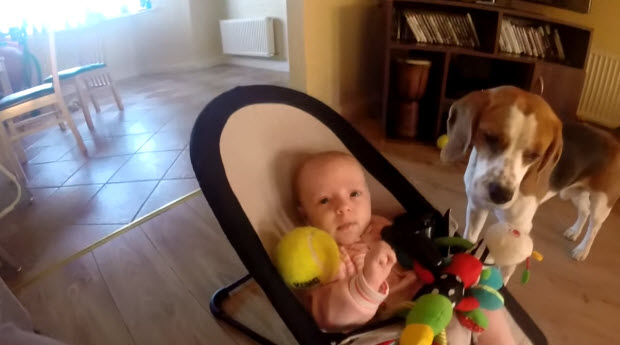 dog-steals-babys-toy