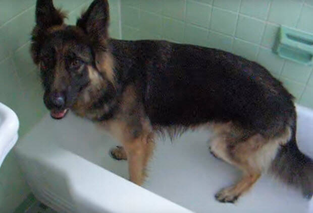 german-shepherd-asking-to-be-bathed2