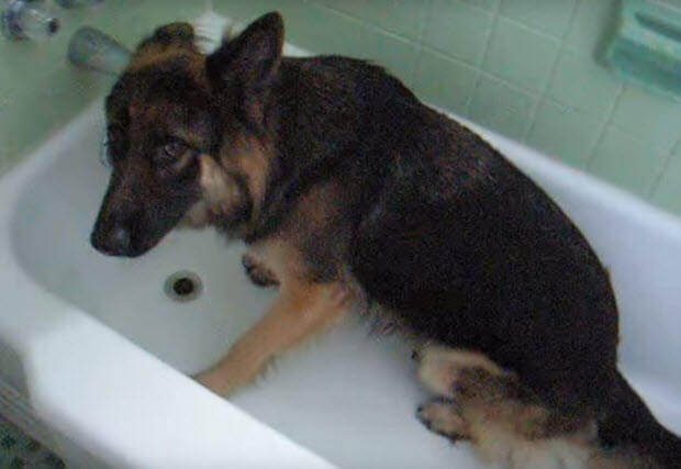 german-shepherd-asking-to-be-bathed4