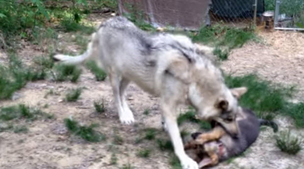 german shepherd puppy-playing with wolf