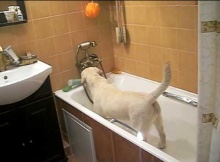 yellow lab takes bath