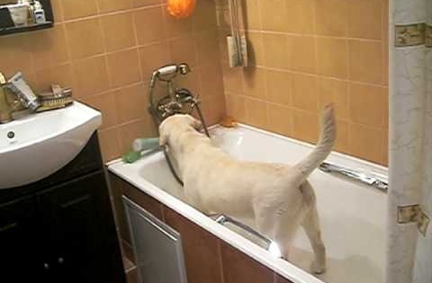 yellow lab takes bath