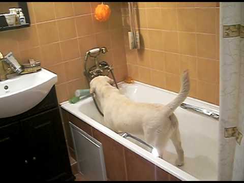 yellow lab takes bath