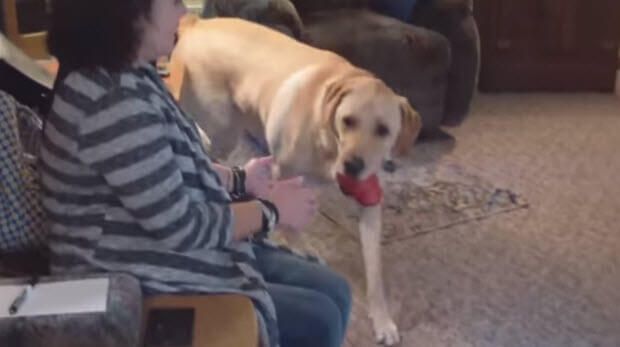 lab-dog-makes-his-own-treat1