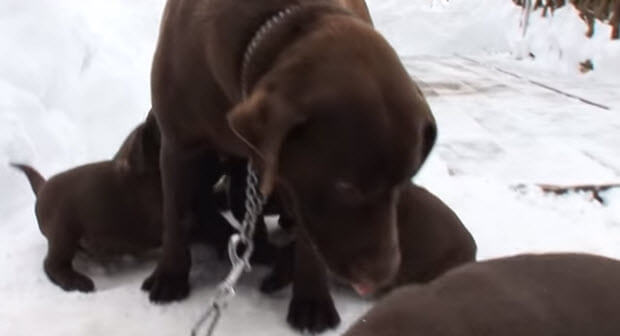 labrador puppies playing in snow