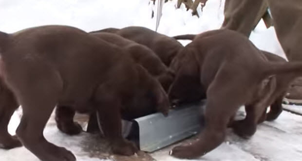 labrador puppies playing in snow