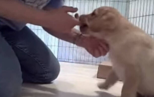 labrador-puppy-obedience-test2