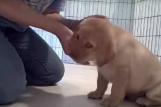 labrador-puppy-obedience-test3