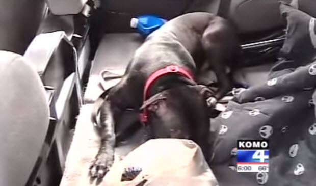 pit bull dog saves owner from attacker