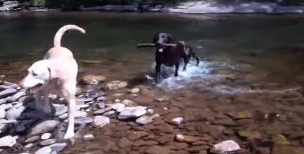 yellow-and-brown-labradors-swimming-in-creek-4