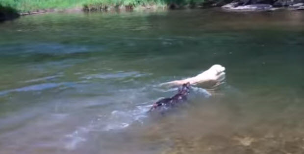 yellow-and-brown-labradors-swimming-in-creek-6