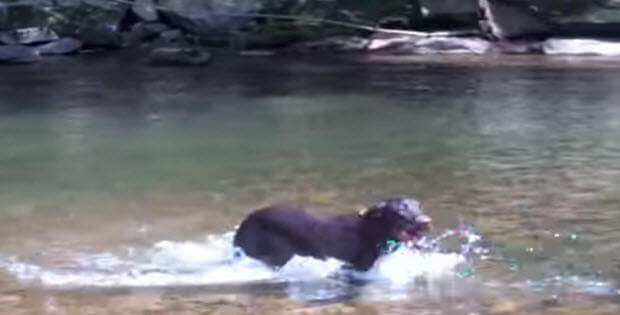 yellow-and-brown-labradors-swimming-in-creek